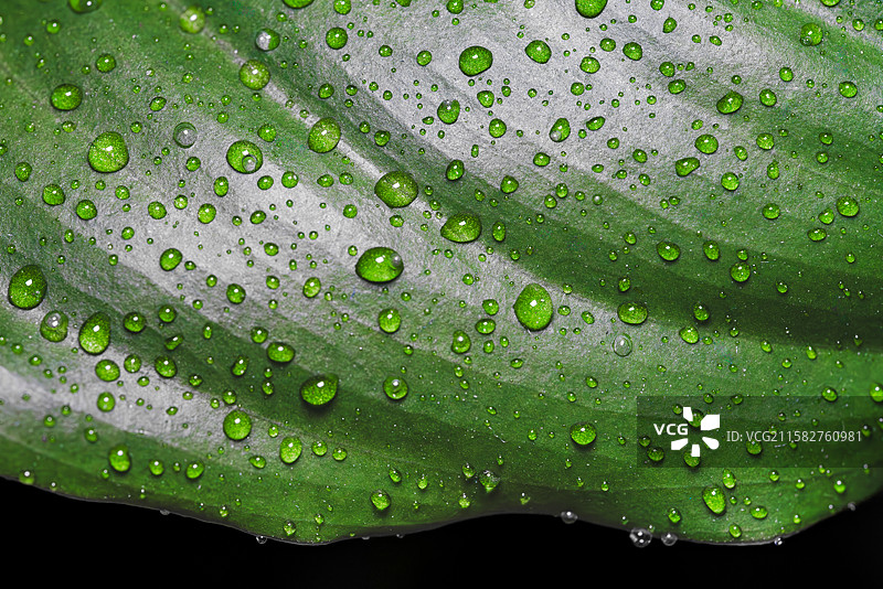 绿叶上的晶莹露珠图片素材