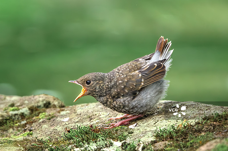 因为饥饿而愤怒的小鸟图片素材