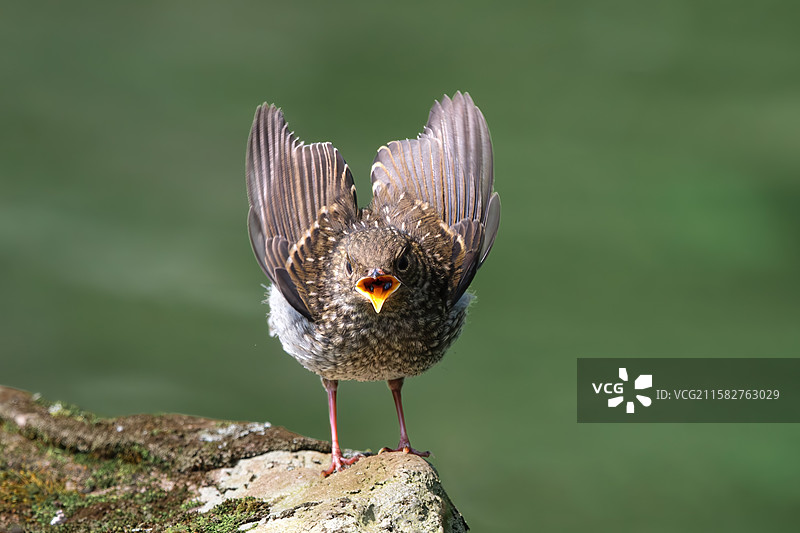 因为饥饿而愤怒的小鸟图片素材