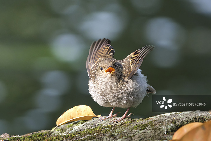 因为饥饿而愤怒的小鸟图片素材