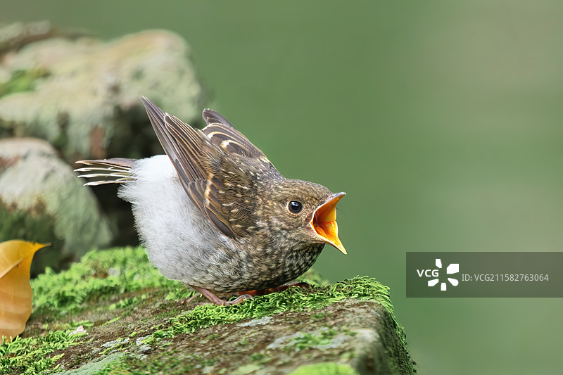 因为饥饿而愤怒的小鸟图片素材