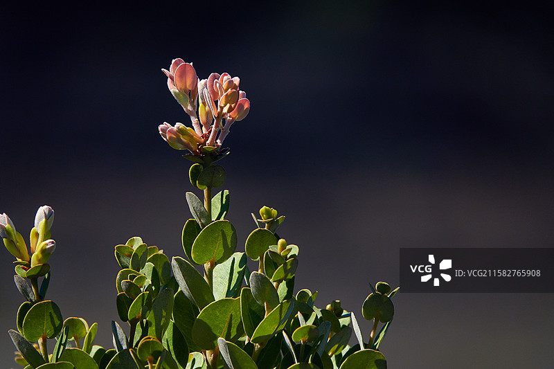 夏威夷风光 - 大岛 希洛 火山地质公园植被 不知名的野花图片素材