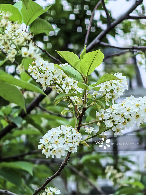 中国新疆伊犁州特克斯八卦城街边的稠李花，花卉主题图片素材