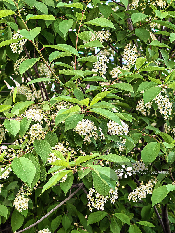 中国新疆伊犁州特克斯八卦城街边的稠李花，花卉主题图片素材