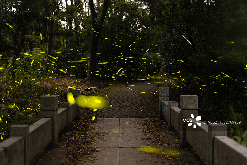 林间飞舞的梦幻萤火虫图片素材