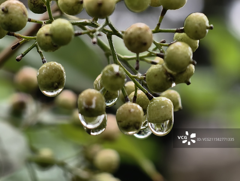 带水珠的南天竹图片素材