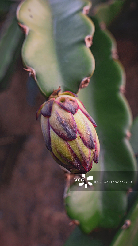 户外生长的火龙果特写镜头图片素材