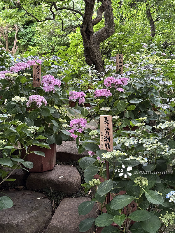 长谷寺绣球花图片素材