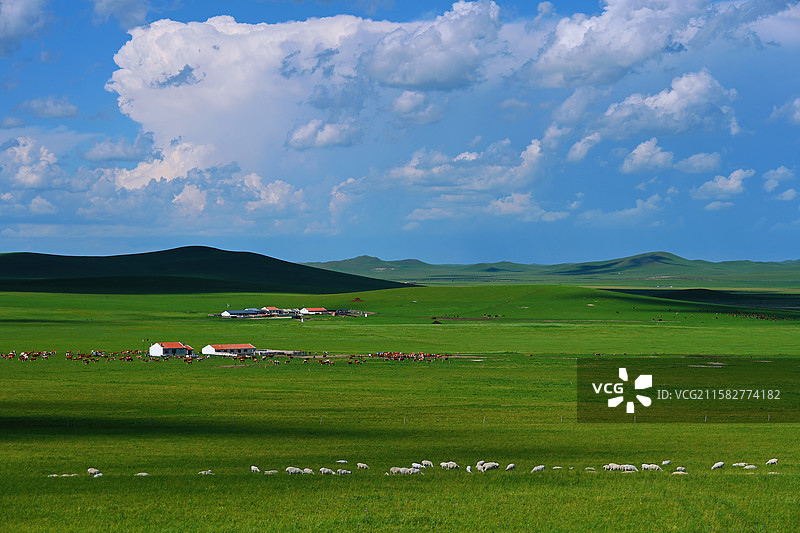 风拂葱茏现牛羊图片素材