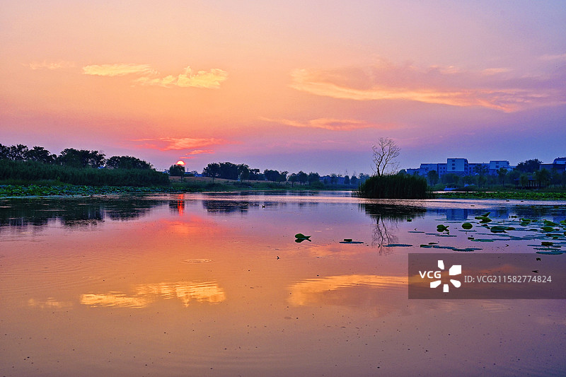 荷塘初照图片素材