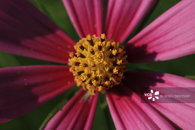 没技术含量的微距图片素材