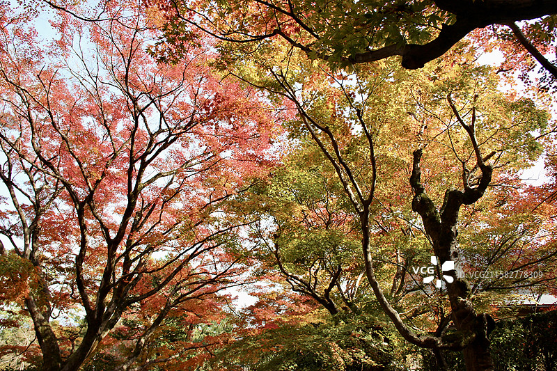 秋天日本京都常寂光寺多彩枫叶枫树秋林自然风景图片素材