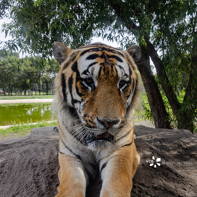 东北虎 拍摄于哈尔滨东北虎林园图片素材