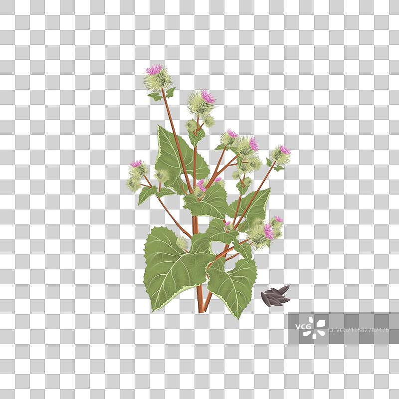 中草药插画本草纲目之牛蒡子图片素材