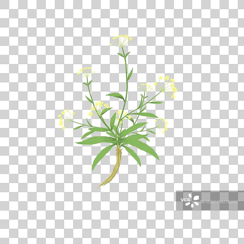 中草药插画本草纲目之柴胡图片素材