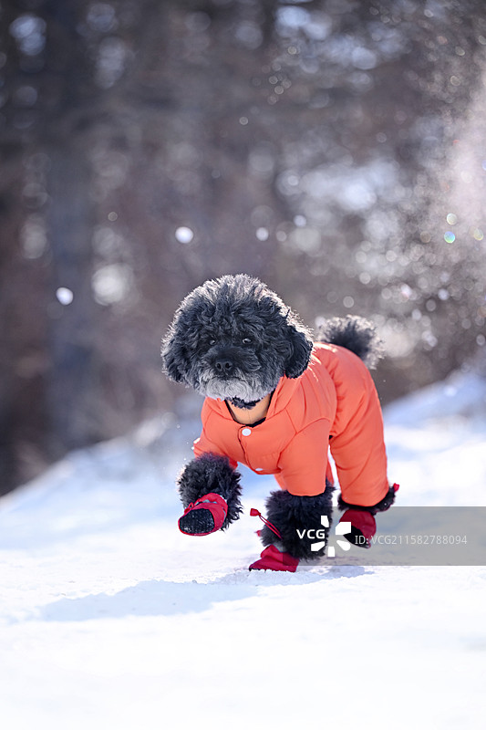 雪地的贵宾犬图片素材