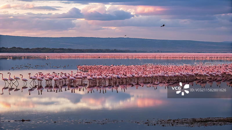 火烈鸟图片素材
