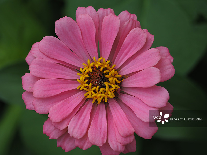 粉色花瓣的百日菊图片素材