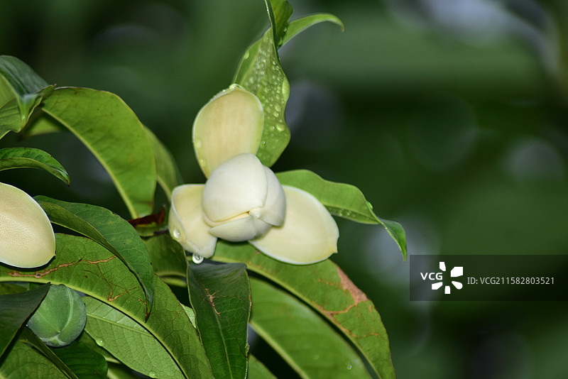 南方珍稀园林植物-Lirianthe mulunica 木论木兰图片素材