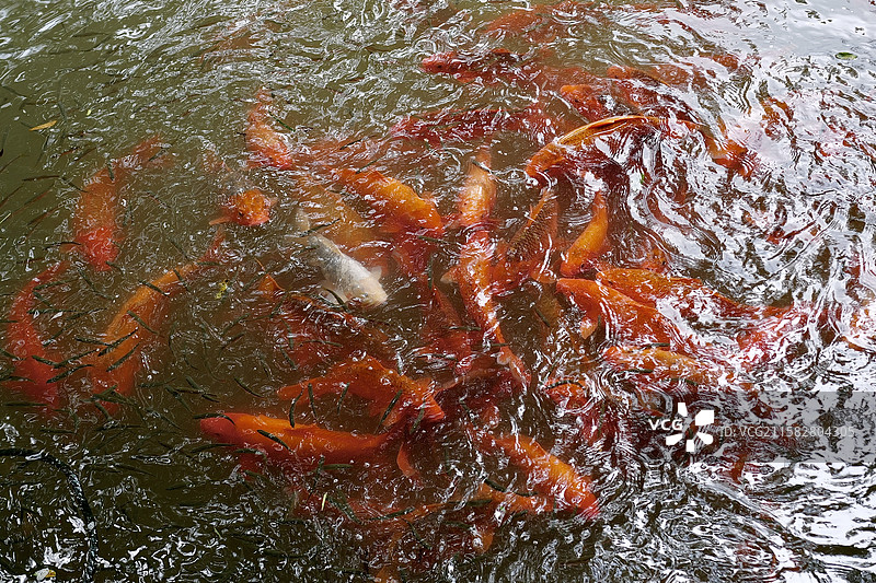 锦鲤/诸暨五泄图片素材