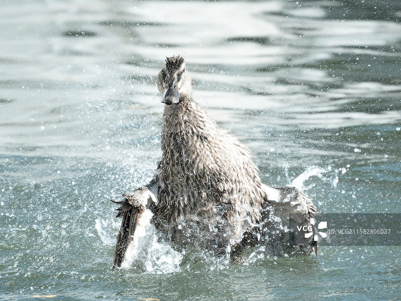 一只野鸭在水面上拍打翅膀，溅起水花，似在嬉戏或清洁羽毛 。图片素材