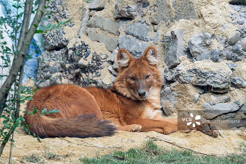 沙地草坪岩石上的红毛豺特写镜头图片素材