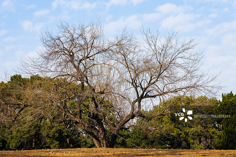 深秋冬天的古树风景图片素材