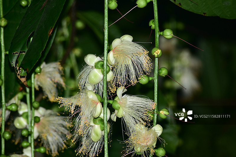 南方珍稀园林植物-Barringtonia fusicarpa 梭果玉蕊图片素材