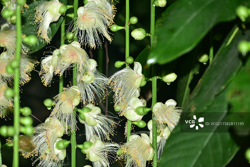 南方珍稀园林植物-Barringtonia fusicarpa 梭果玉蕊图片素材