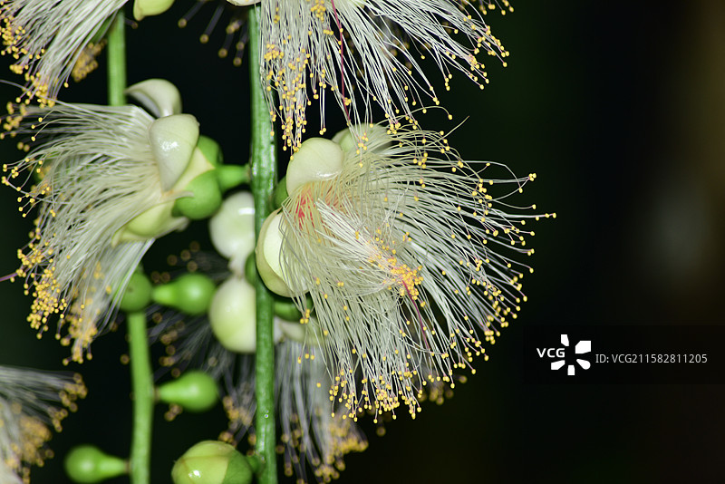南方珍稀园林植物-Barringtonia fusicarpa 梭果玉蕊图片素材