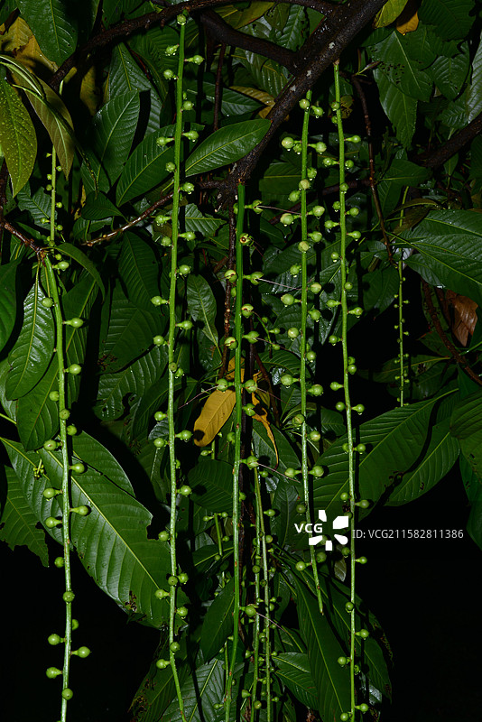 南方珍稀园林植物-Barringtonia fusicarpa 梭果玉蕊图片素材