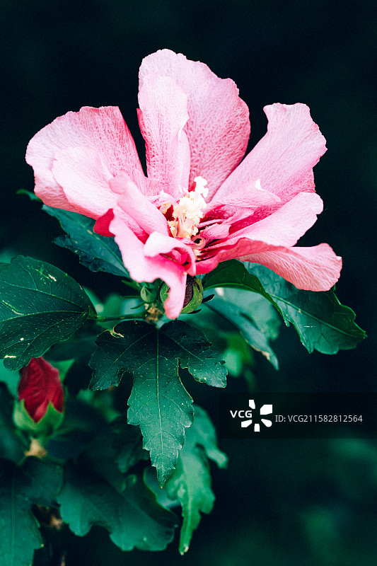 木槿花图片素材