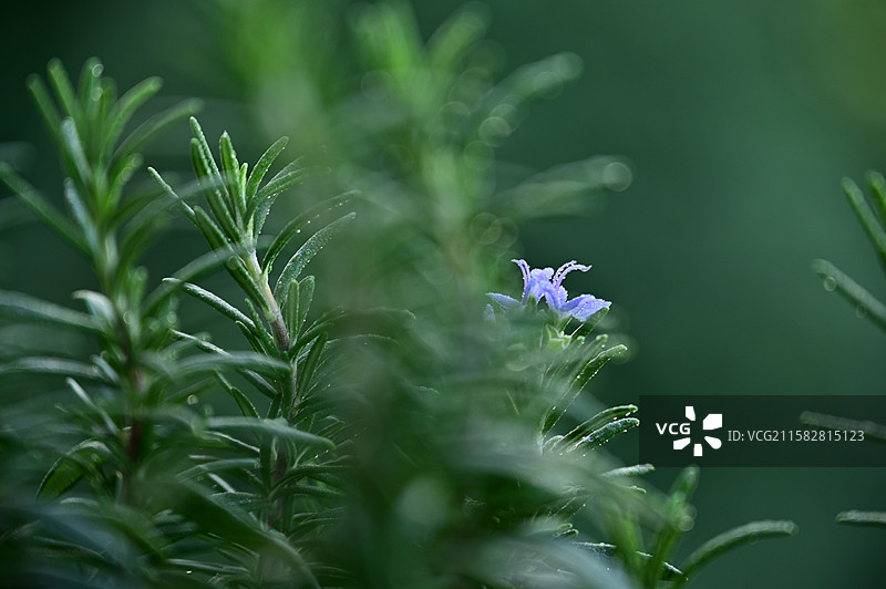 迷迭花开图片素材