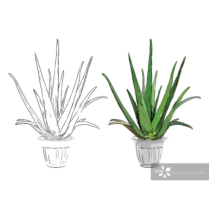 手绘芦荟图片素材