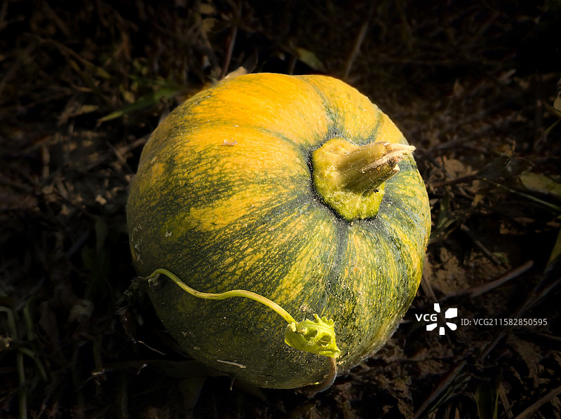 南瓜小胖，地头撒欢图片素材