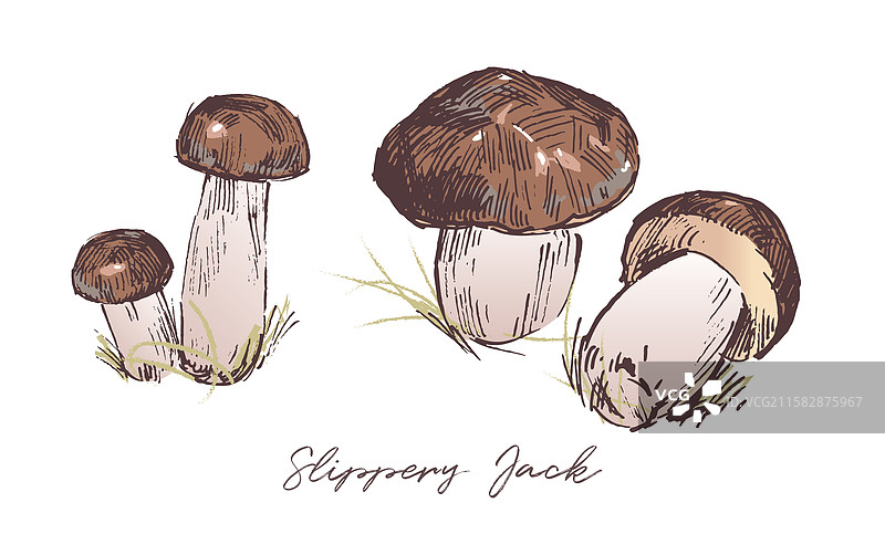 滑腻杰克蘑菇素描图图片素材