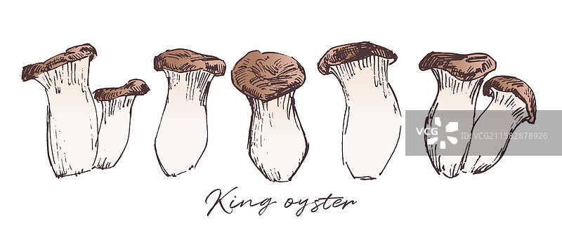 杏鲍菇素描画图片素材
