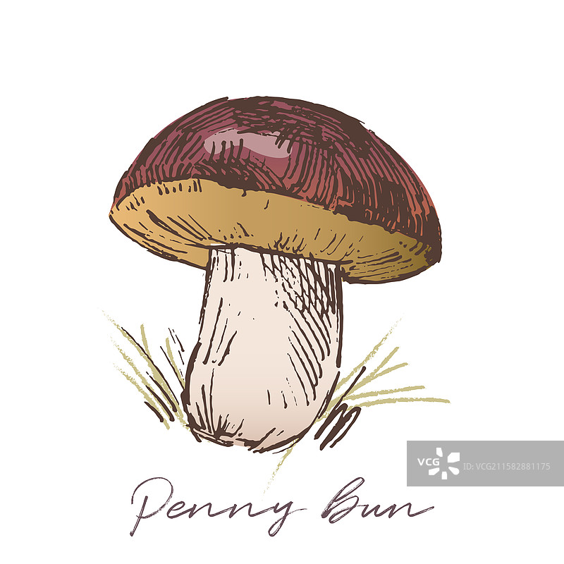 松露菇素描图图片素材