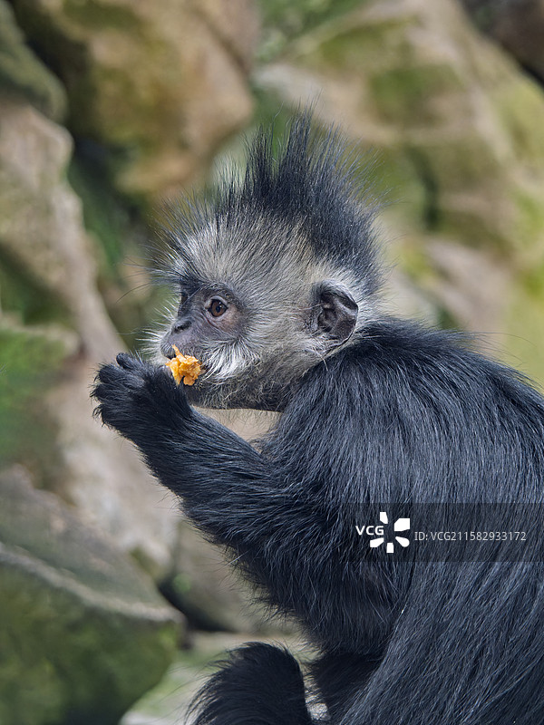杂交叶猴乌叶猴属未定种图片素材