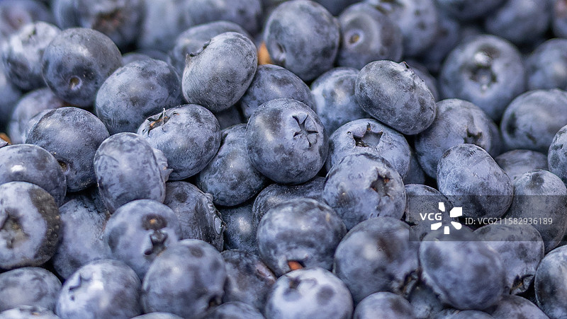 新鲜的蓝莓图片素材