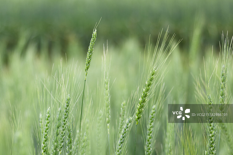夏天里阳光下的大麦麦穗图片素材