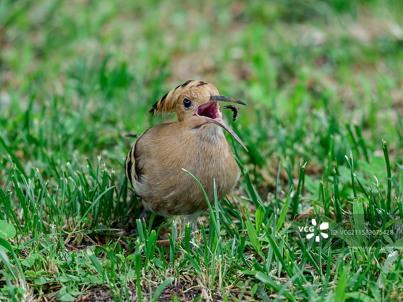 吃个虫图片素材
