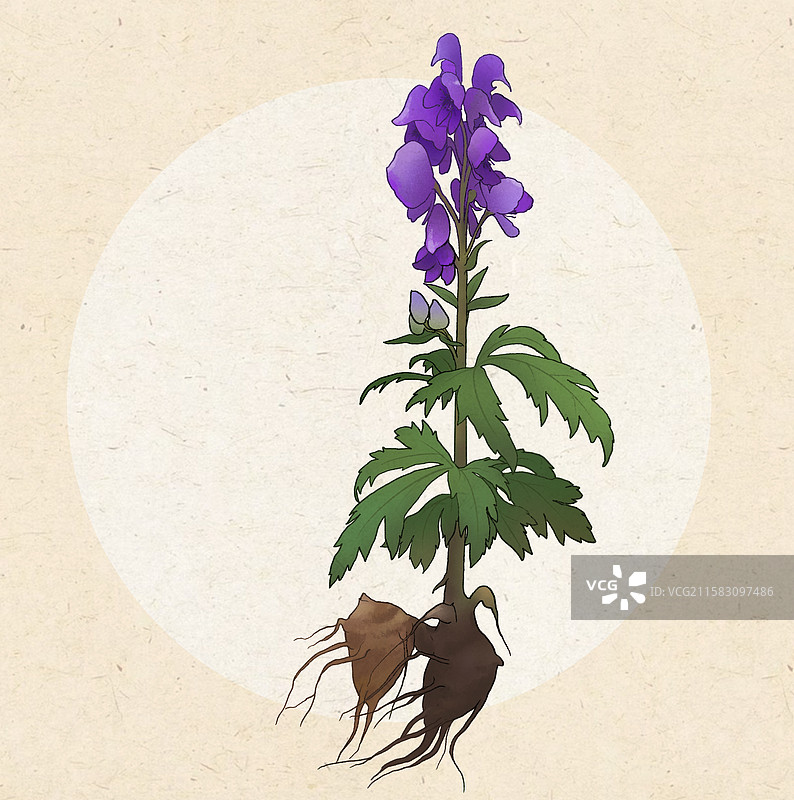 附子乌头中药全株插画图片素材