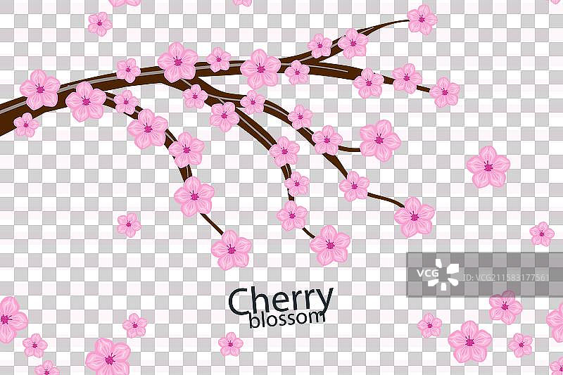 手绘樱花背景图片素材