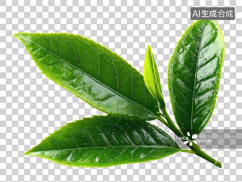 【AI数字艺术】带水珠的新鲜绿茶叶片特写图片素材