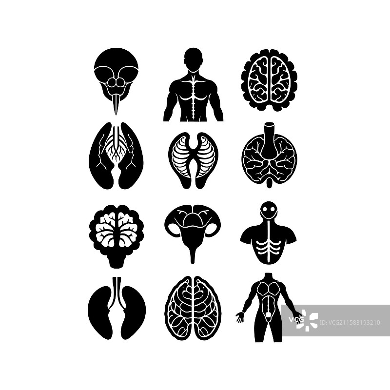 松果体人类器官轮廓图标集图片素材