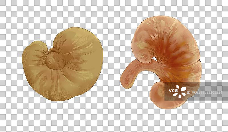 中药灵芝元素图片素材