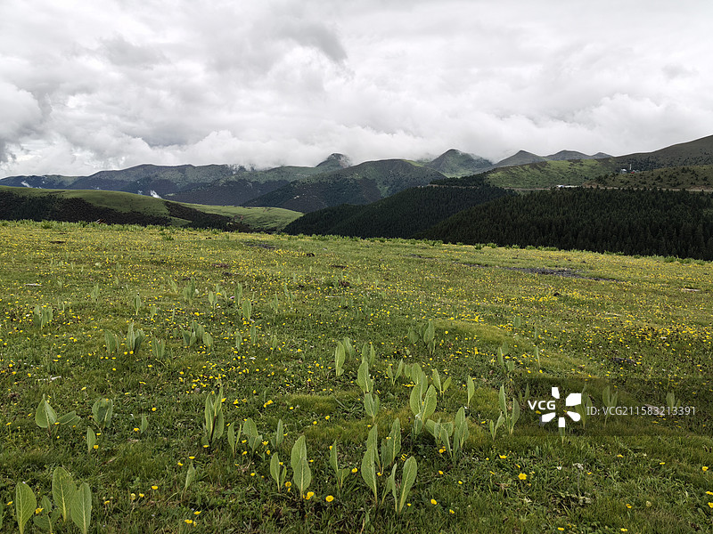 川藏线骑行第八天（甘孜雅江 草原风光）图片素材