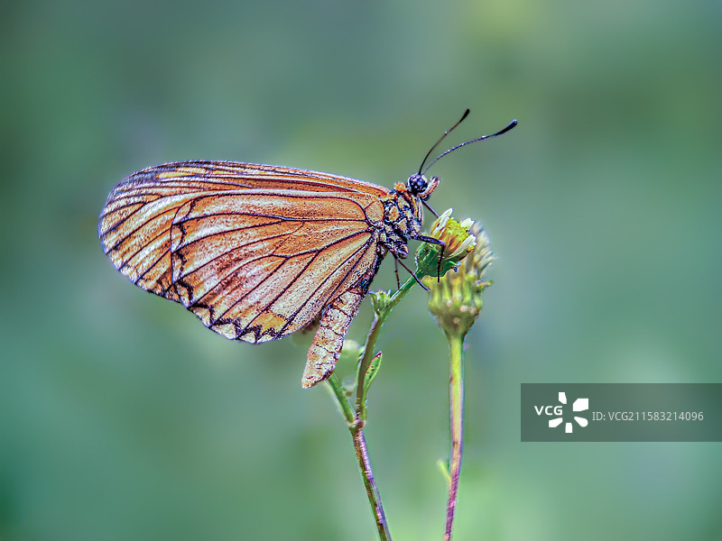 苎麻珍蝶图片素材
