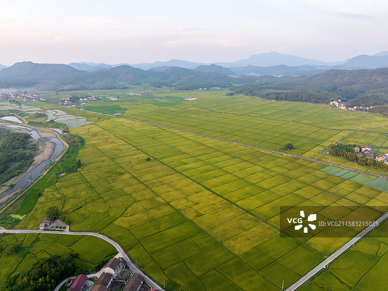 水稻早稻丰收，金黄的稻田与公路、村庄、青山、田野，日出，日落，朝阳，夕阳，乡村，建筑，民居，农田。图片素材